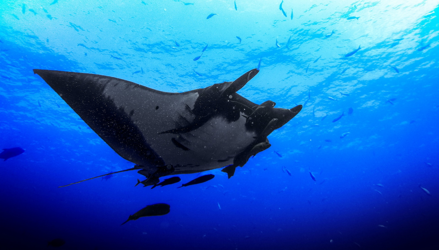 Manta Matcher - Saving Ocean Giants From Extinction
