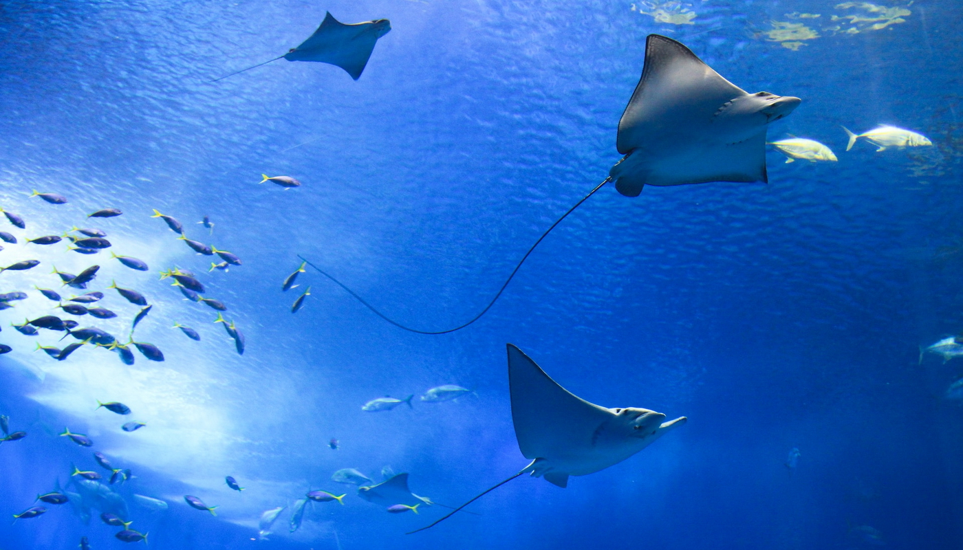 Manta Ray Education - Saving Ocean Giants From Extinction