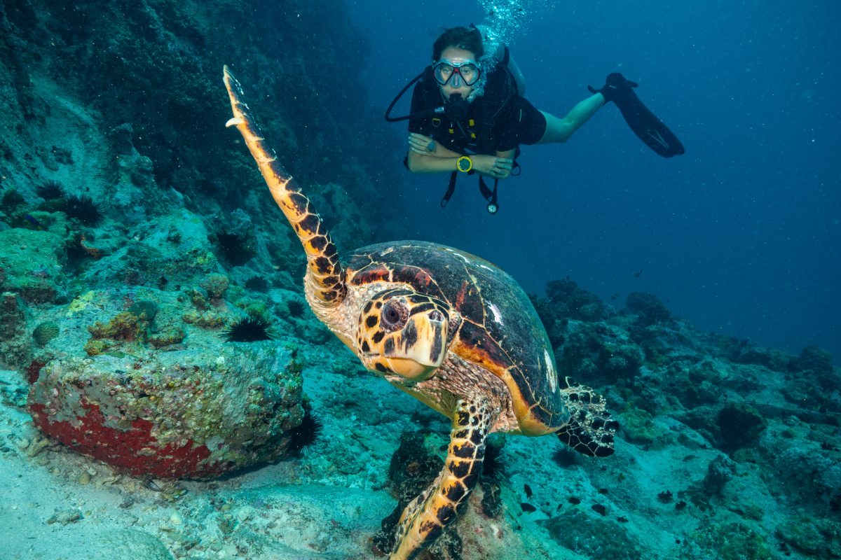 turtle diver
